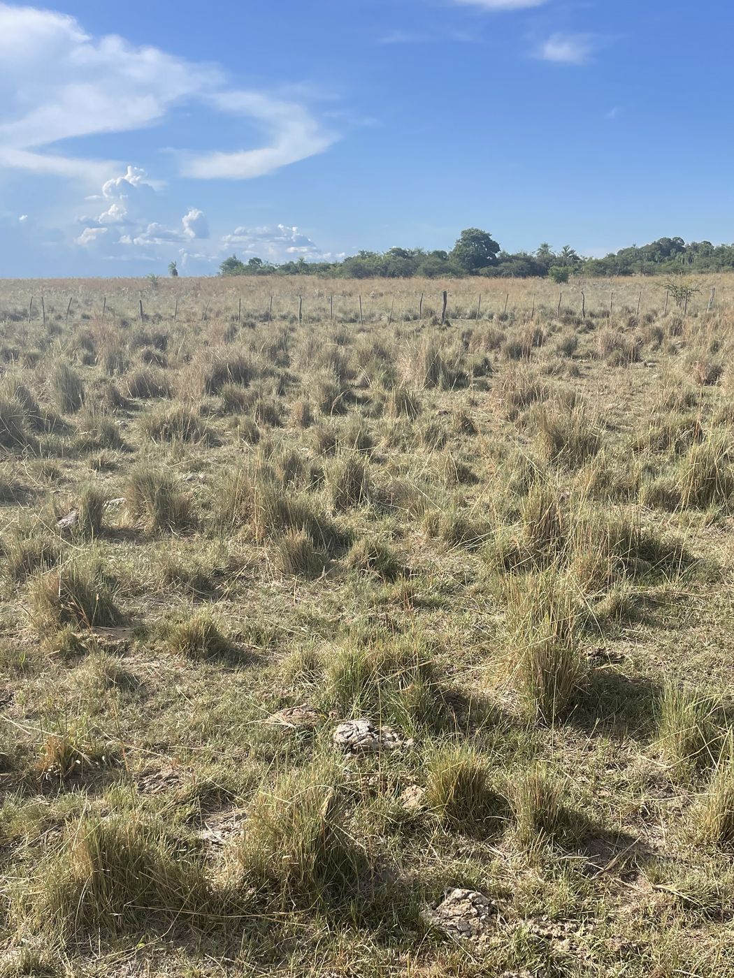 Punto de monitoreo en 2023: suelo descubierto, matas ralas y piedras a la vista